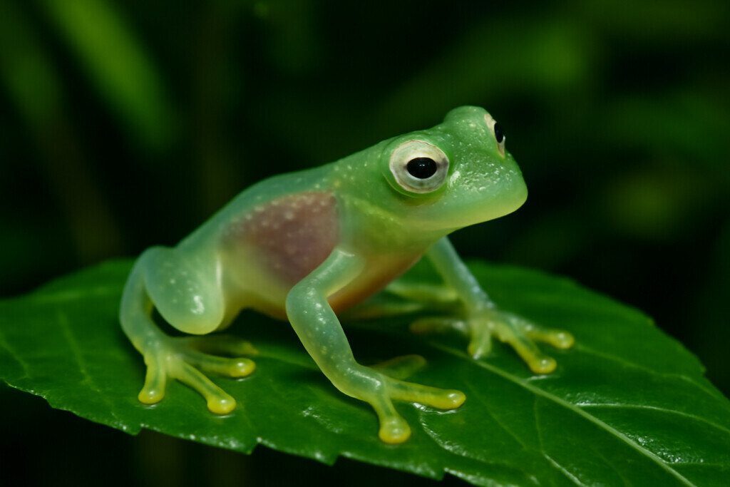 Glass Frog