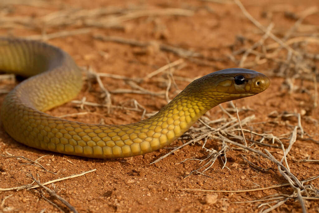 Inland Taipan