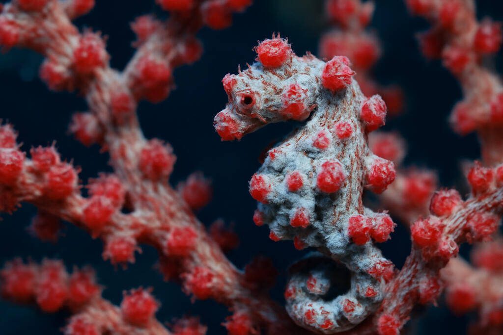 Pygmy Seahorse