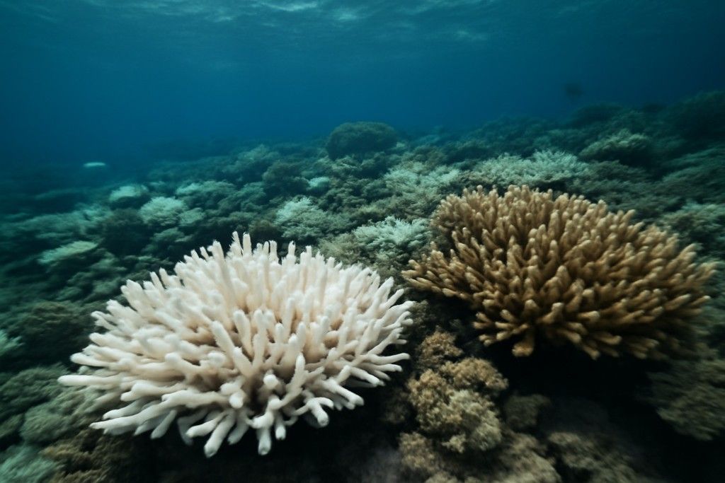 Coral-Bleaching